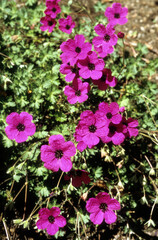 Obraz premium Geranium cinereum spp. subcaulescens, Géranium