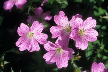 Fototapeta premium Geranium erianthum, géranium du nord