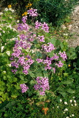 Lunaria annua, Monnaie du pape, Lunaire annuelle