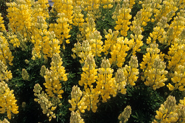 Lupinus arboreus, Lupin en arbre