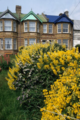 Lupinus arboreus , Lupin en arbre, Port Stanley, Iles Falkland, Malouines