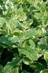 Mentha suaveolens variegata , Menthe crépue