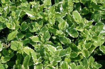 Mentha suaveolens variegata , Menthe crépue
