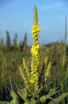 Bouillon blanc, Mol&egrave;ne, Verbascum thapsus