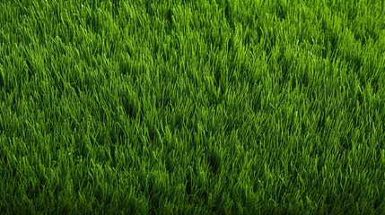 Foto op Plexiglas A field of green grass with no visible objects © kiatipol