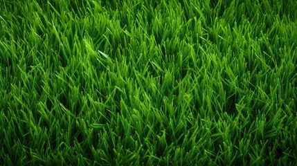 Poster A lush green field of grass with a few blades of grass visible © kiatipol