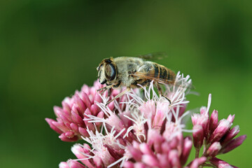Pink hemp agrimony flowers with a hoverfly in close up