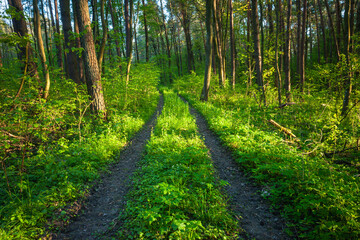 Dirt road in green spring fresh forest, May day