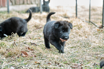 Naklejka na ściany i meble Beautiful gray and black German Shepherd puppies playing in their compound on a sunny spring day in Skaraborg Sweden