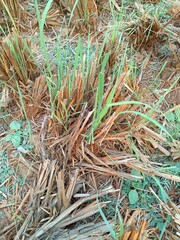 Chrysopogon zizanioides, commonly known as vetiver and khus, is a perennial bunchgrass of the family Poaceae.