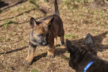 Beautiful gray and black German Shepherd puppies playing in their compound on a sunny spring day in Skaraborg Sweden