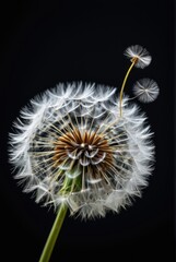 Fluffy dandelion seed blowing in the wind macro