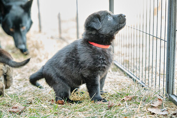 Beautiful gray and black German Shepherd puppies playing in their compound on a sunny spring day in Skaraborg Sweden