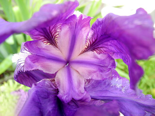 Iris