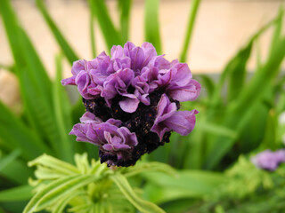 Lavanda