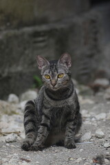 tabby cat looking forward and standing against 
