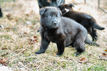 Beautiful gray and black German Shepherd puppies playing in their compound on a sunny spring day in Skaraborg Sweden