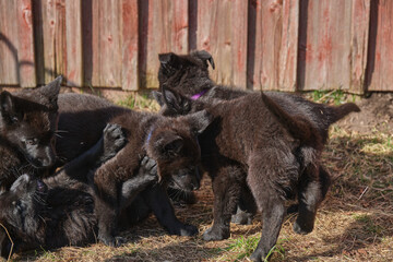 Beautiful gray and black German Shepherd puppies playing in their compound on a sunny spring day in Skaraborg Sweden