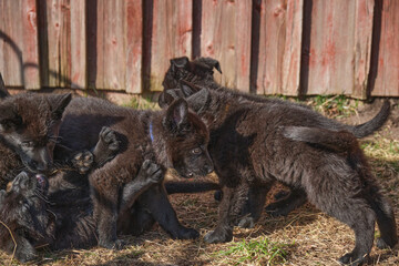 Beautiful gray and black German Shepherd puppies playing in their compound on a sunny spring day in Skaraborg Sweden