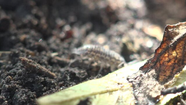 Woodlouse is a crustacean monophyletic suborder Oniscidea, isopods. View Macro insect in wildlife