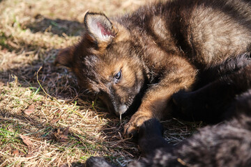 Beautiful gray and black German Shepherd puppies playing in their compound on a sunny spring day in Skaraborg Sweden