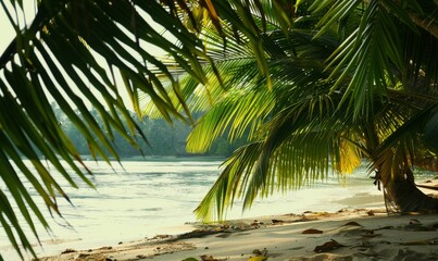 Tropical beach scene featuring a cluster of coconut palm trees lining the shore