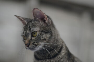 tabby cat looking forward and standing against 