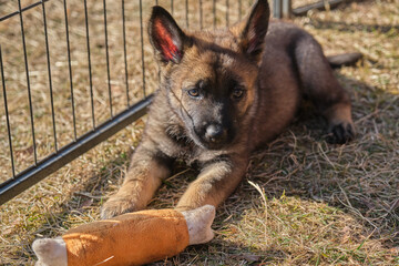 Beautiful gray and black German Shepherd puppies playing in their compound on a sunny spring day in Skaraborg Sweden