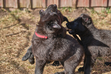 Beautiful gray and black German Shepherd puppies playing in their compound on a sunny spring day in Skaraborg Sweden
