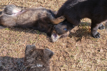 Fototapeta premium Beautiful gray and black German Shepherd puppies playing in their compound on a sunny spring day in Skaraborg Sweden