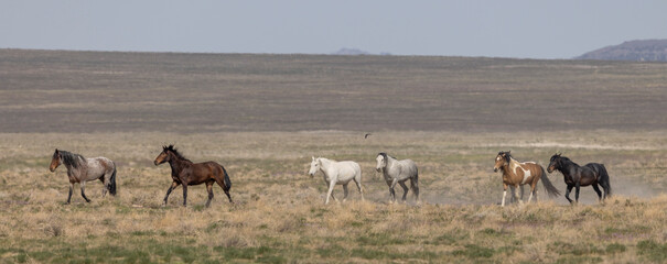 Naklejka na ściany i meble Wild Horses in the Utah Desert in Springtime