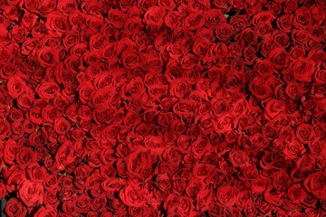 The crimson roses exude elegance and passion, their velvety petals unfurling in a display of timeless beauty and romance.