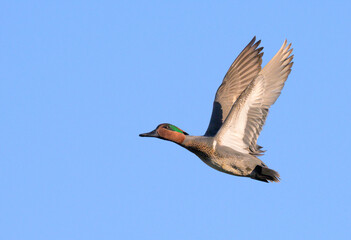 Green-winged teal (Anas crecca) drake flying in blue sky, Galveston, Texas, US