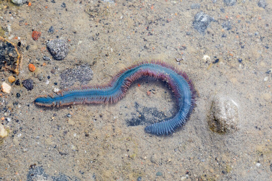 Nereis virens close-up lying on the sand