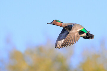 Green-winged teal (Anas crecca) drake flying over trees, Galveston, Texas, USA.