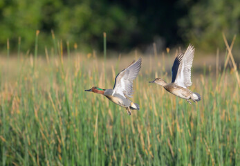 Green-winged teal (Anas crecca) pair flying over lake against reeds during migration, Galveston, Texas, USA.