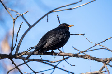 Blackbird on the branches of a bush