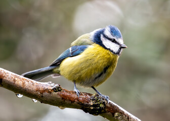 Blue Tit (Cyanistes caeruleus) - Found throughout Europe and parts of Asia
