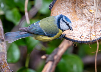 Blue Tit (Cyanistes caeruleus) - Found throughout Europe and parts of Asia