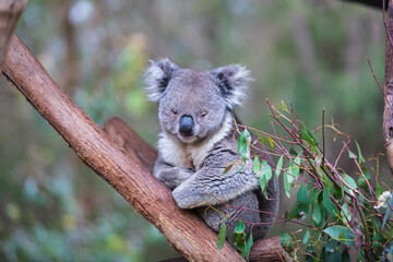 A Peaceful Koala Resting Amongst Eucalyptus Branches