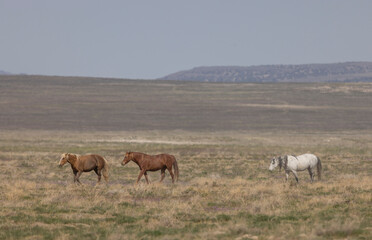 Wild Horses in the Utah Desert in Springtime