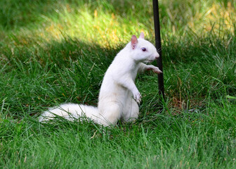 Albino Squirrel posing for photos at backyard in Columbus area, OH, June