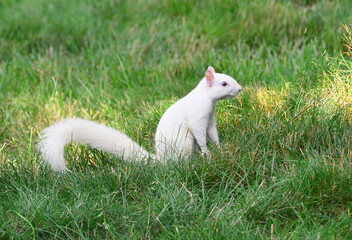 Albino Squirrel posing for photos at backyard in Columbus area, OH, June
