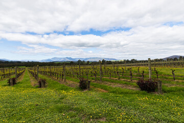 Fototapeta na wymiar Autumnal Hues in Melbourne’s Wine Country: A Tapestry of Vines