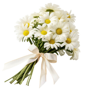 Swan River Daisy bouquet, bunch isolated on transparent png.