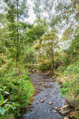 A Tranquil Stream Flowing Through a Lush Green Forest