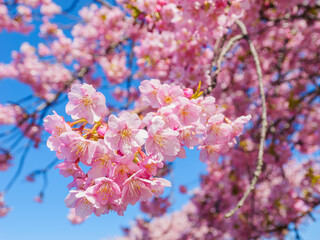 春の満開の桜　花見　河津桜