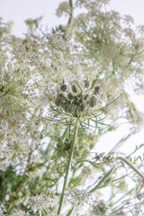 Bouquet of white flowers on a white background. Wild carrot and yarrow. Simple summer flower. Nature flora aesthetic. Petal bud. Floral botanical. Minimal style.