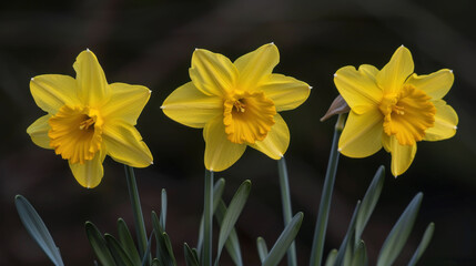 Fototapeta premium three yellow daffodils are blooming in a field of green grass and a blurry background is in the foreground.