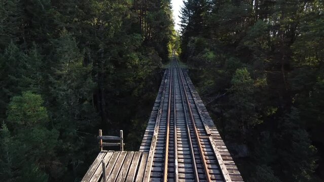 Railway trestle bridge in the forest